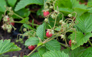 Red, ripe strawberries in the garden. Growing strawberries on a farm.