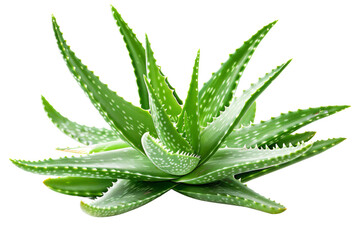Fototapeta premium Close-Up of a Vibrant Green Aloe Vera Plant with Spiky Leaves Isolated on a White Background, Perfect for Natural Health and Skincare Concepts