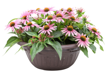 Beautiful Pink Coneflowers in a Brown Pot Isolated on White Background - Vibrant Echinacea Flowers with Green Leaves in a Decorative Container - Perfect for Gardening, Floral, and Nature Themes