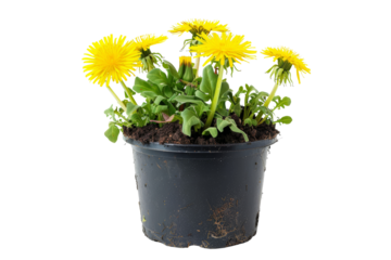 Bright Yellow Dandelions in Black Plastic Pot Against White Background, Isolated Close-Up of Vibrant Flowers and Green Leaves, Perfect for Gardening, Nature, and Floral-Themed Projects