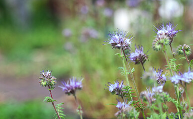 Blooming phacelia tansyfolia in a field.