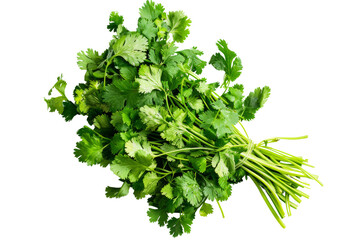 Obraz premium Fresh Bunch of Cilantro on White Background - Vibrant Green Leaves and Stems - Perfect for Cooking, Garnishing, and Adding Flavor to Dishes - High-Quality Stock Photo for Culinary and Food Projects