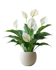 Peace Lily in Cream Pot, Abundant white blooms with glossy green leaves, Elegant Indoor Decor on a transparent background.