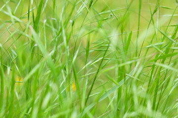 Green grass in the park close up. Dew drops close up on fresh green spring grass. Morning sunny day. Abstract nature background. Background.