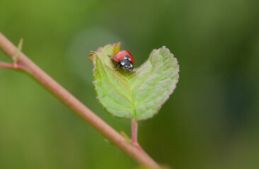 Twelve-spotted ladybug on a bush leaf.