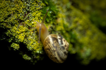 The eyes of the snail. Cornu aspersum or garden snail, a species of land snail in the family Helicidae on a mossy tree.