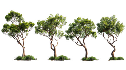 set of arbutus tree with  transparent isolated background