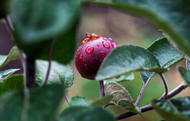 Small apple fruit on a branch in an apple orchard. growing fruit in the garden.