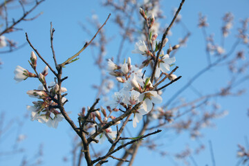 Almond tree blossom at sunset. Growing almonds.