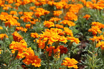 Orange flowers blooming in the park