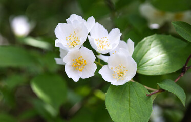 Flowering shrub mock orange, white flowers close-up against the sky.