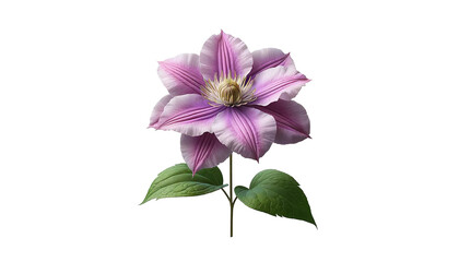 Clematis flower isolated on transparent or white background
