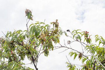 Peach tree leaves with peach curl disease. Treatment of stone fruit trees from monoliosis and curl. Application of fungicide.