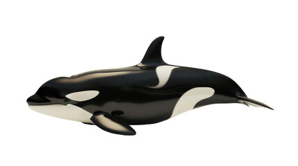 Obraz premium An orca swimming against a white background.