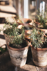 rosemary in a pot