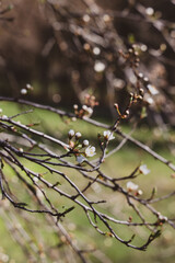 branch of a tree in spring