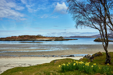 At low tide April with daffodil and silver birch in the foreground, a view looking north across Samalaman Beach by Glenuig in Moidart. Scotland