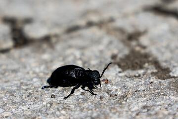 state potato beetle