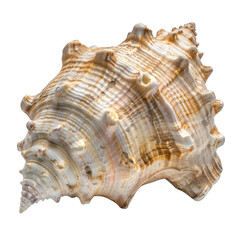 Obraz premium Close-up of a beautiful conch shell with intricate details and natural texture, isolated on white background.