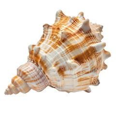 Obraz premium Close-up of a beautiful, textured conch shell with orange and white patterns, isolated on a clean white background.