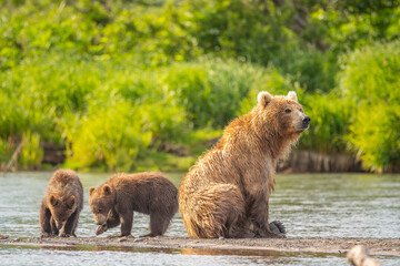 Ruling the landscape, brown bears of Kamchatka (Ursus arctos beringianus) © vaclav