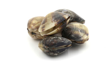 Closed up fresh baby clams, venus shell, shellfish, carpet clams, short necked clams, as raw food from the sea are the seafood ingredients. fresh clams isolated on white background.