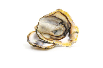Fresh oysters isolated on a white background. Sea symptoms. Nourish the body.