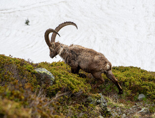 Ibex Moving with Head Down on Grass in Front of Snow