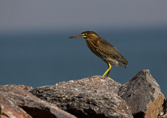 mirasol bird perching on the rocks