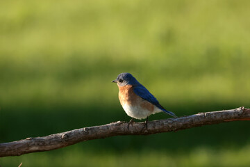 Bluebird mated pair flying and perching