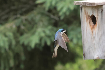 Tree Swallow parents feeding babies in nesting box