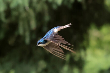Tree Swallow parents feeding babies in nesting box