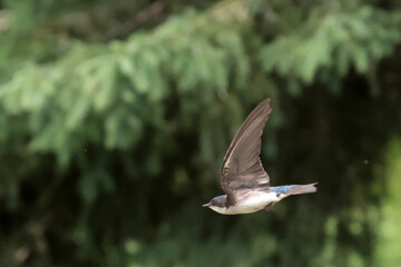 Tree Swallow parents feeding babies in nesting box