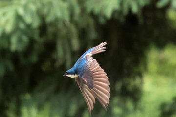Tree Swallow parents feeding babies in nesting box