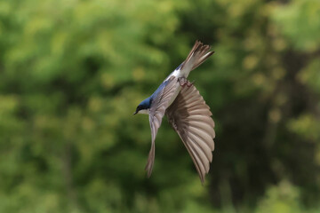Tree Swallow parents feeding babies in nesting box