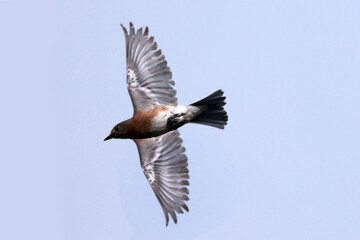 Bluebird female in flight