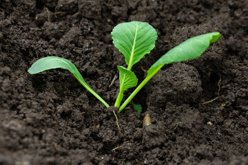 Cabbage sprout in the ground close-up