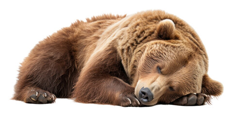 Fototapeta premium PNG Lazy bear wildlife sleeping mammal