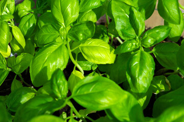 Green basil leaves close up as a background or backdrop
