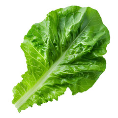 Fototapeta premium fresh green romaine lettuce isolated on transparent background. generative ai