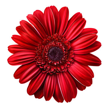 red gerbera daisy isolated on transparent background. generative ai