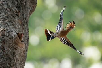 Birds are looking for food during the day