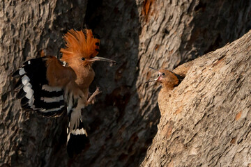 Birds are looking for food during the day