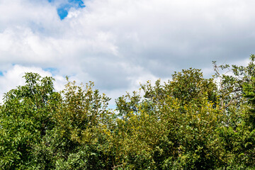 Tropical rural panorama. Trees. Blue sky with clouds. Space for advertising. Horizontal.