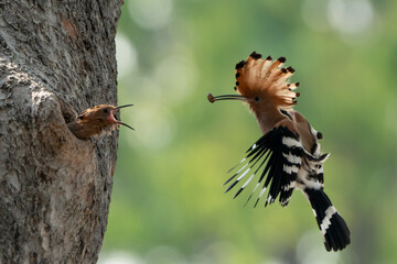 Birds are looking for food during the day
