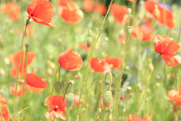 Papaver rhoeas. Glade with red poppies in the wind. Beautiful bright poppies on a sunny day. Field with flowers. Blooming red poppies on a blurred background