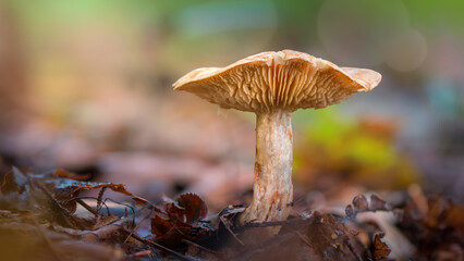 Closeup of mushrooms on the forest floor