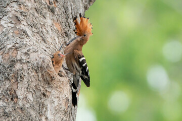 Birds are looking for food during the day