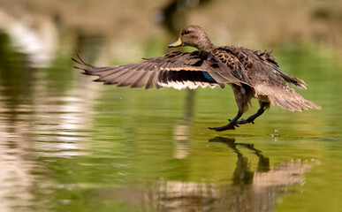 Barcino duck landing on the water of the river