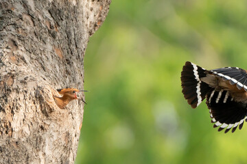 Birds are looking for food during the day